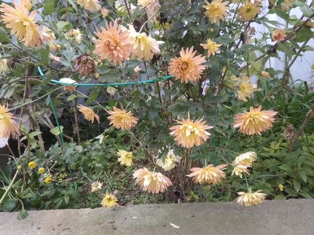 Всем доброе утро! Подскажите, кто в курсе, работает ли ?...