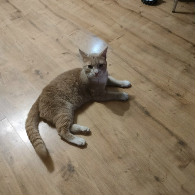 Нашелся мой Персик!
Спасибо огромное всем за помощь🌹