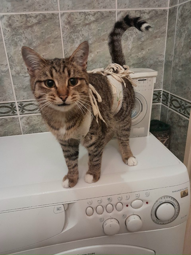 СРОЧНО ищем дом и любящую семью ?
Кошечка Полосочка
??...