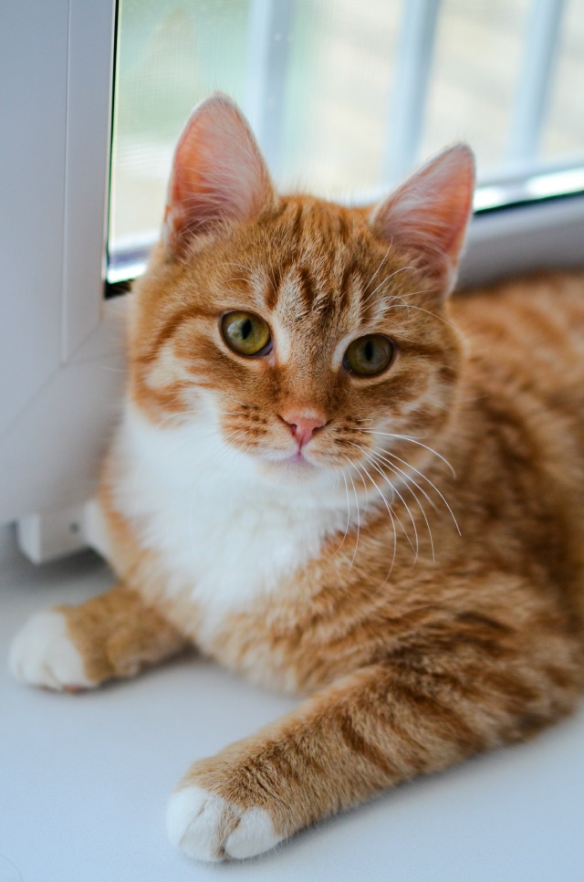 Здравствуйте.
Опубликуйте пожалуйста.
Ищет дом в Можа...