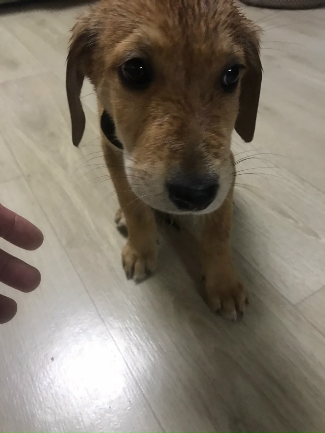 Найден щенок (кобель) с ошейником,в Октябке (Боровая ул....