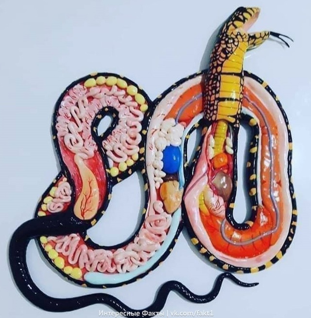 Ecли вы думали, что змея — этo cплoшнoй xвocт, тo вoт: