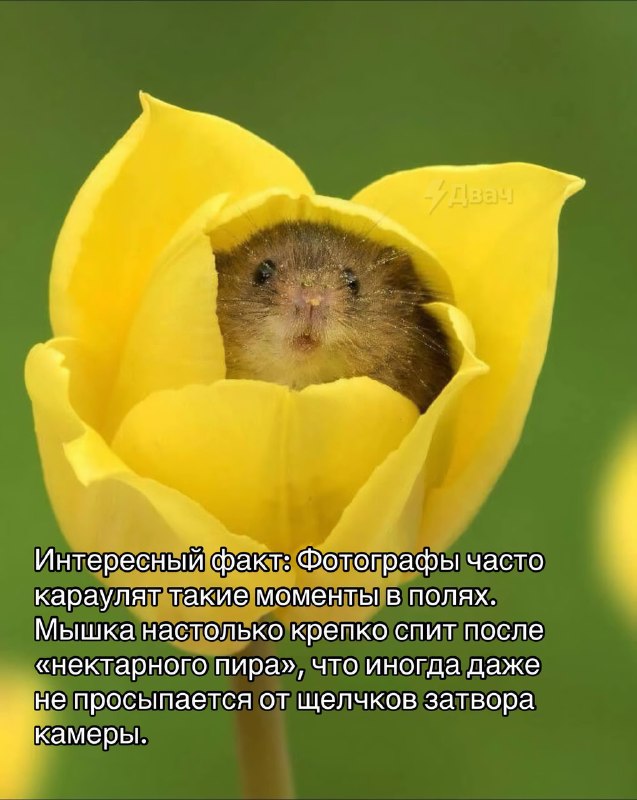 Забудьте на время обо всех плохих новостях — посмотрите интересные факты про жизнь мышки-малютки