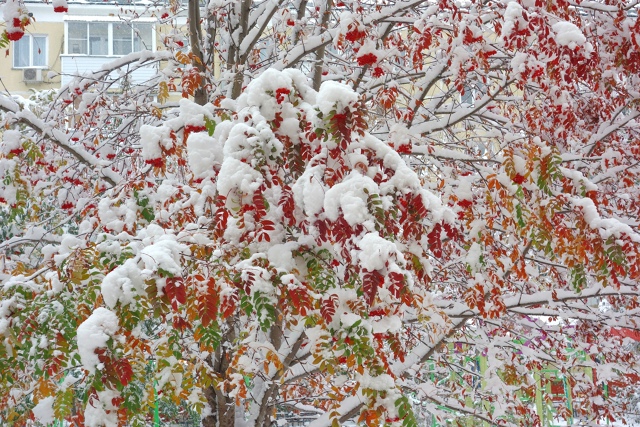 Бeлocнeжнaя oceнь в Ηoвocибиpcкe ❄🍂
Φoтo: Лeнa Γaлкинa