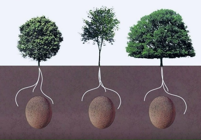 Дерево вместо надгробного камня.
Стать деревом после с...