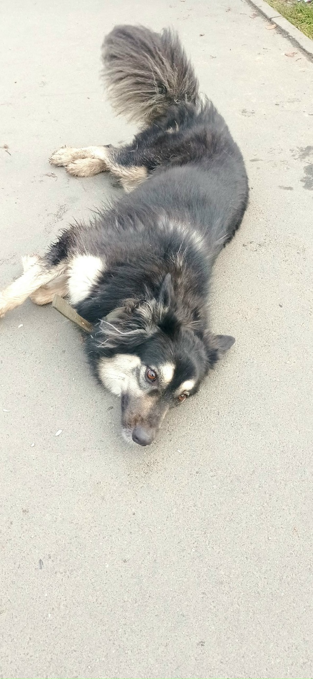 Кто потерял собаку, сейчас находится у красного белого...