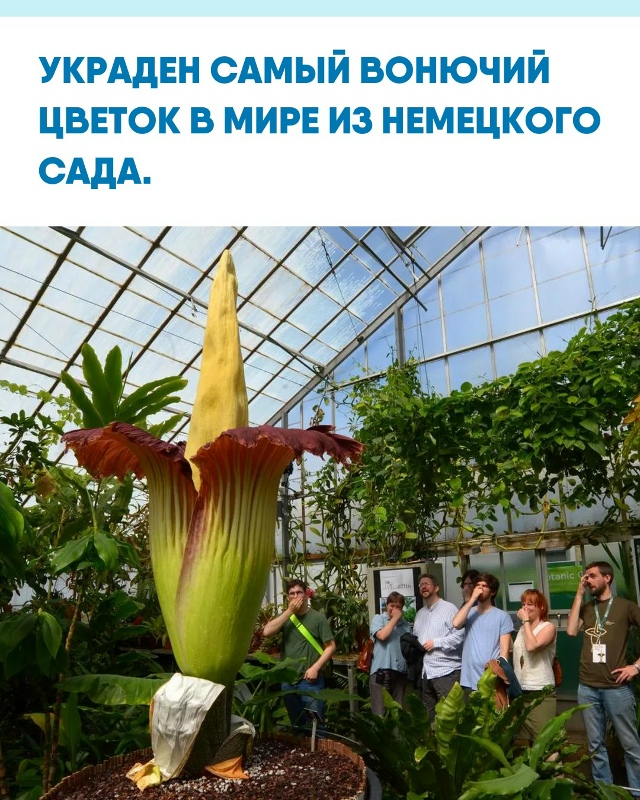 В Ботаническом саду Германии пропал аморфофаллус тита...