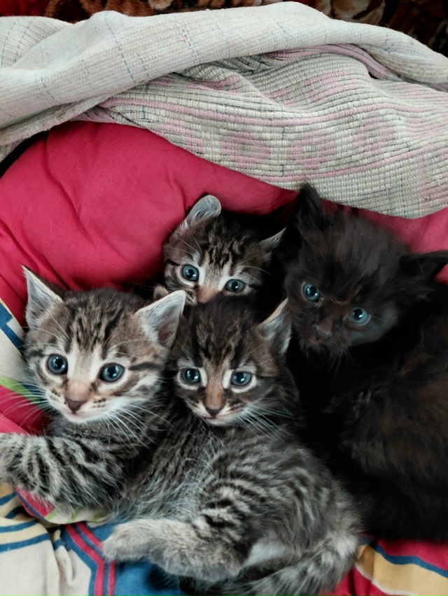 Пожалуйста помогите найти дом котятам! 2 мальчика и 2 де...