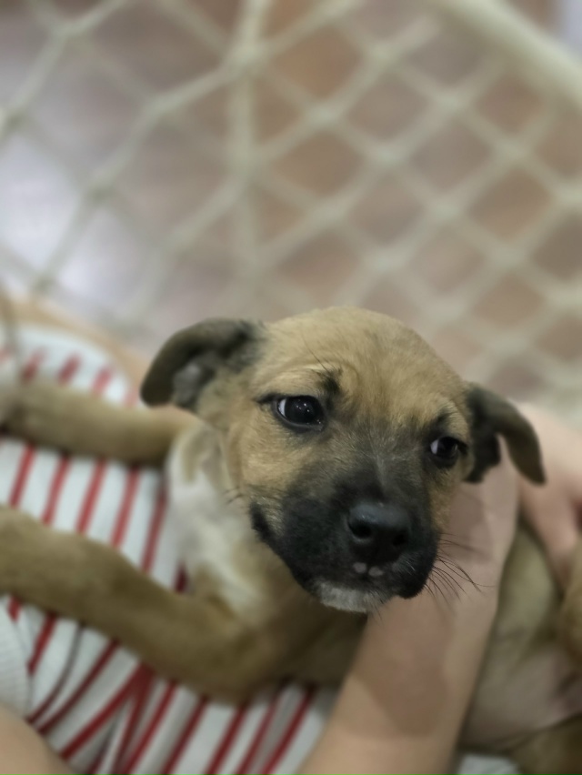 Малышка ищет дом.
На выходных малышей -5 щенков выброси?...