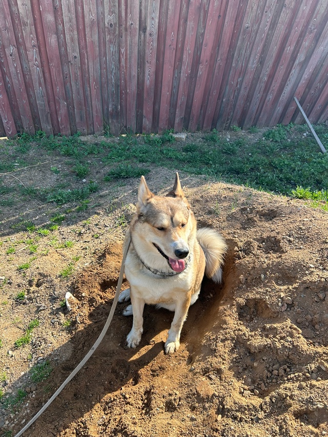 🐶Пристраивается кобель 3 года, западно-сибирская лайк...