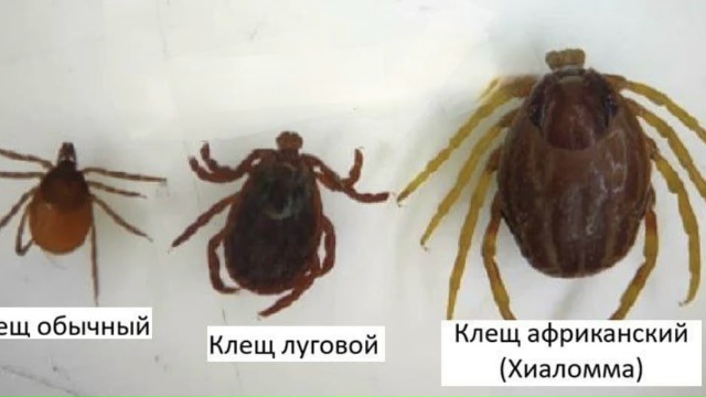 ❗В России появились клещи родa Хиаломма, которые могут...