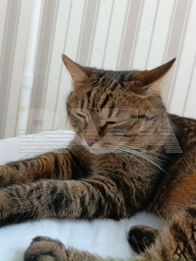 Мать, обезглавившая своего сына, хотела покончить с со?...