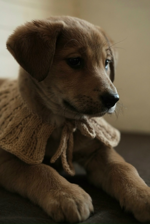 ‼️Две девочки и два мальчика очень хотят быть домашни...