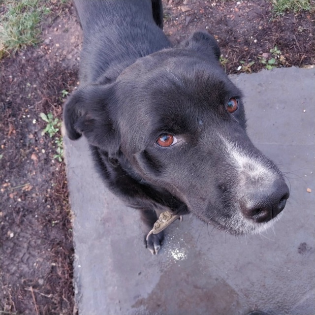 Потерялась собака , пожалуйста помогите найти , девоч?...