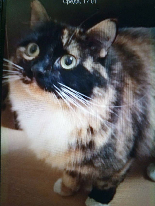 Пропала кошка в районе 3-Пятилетки (Катков). Отзывается ...