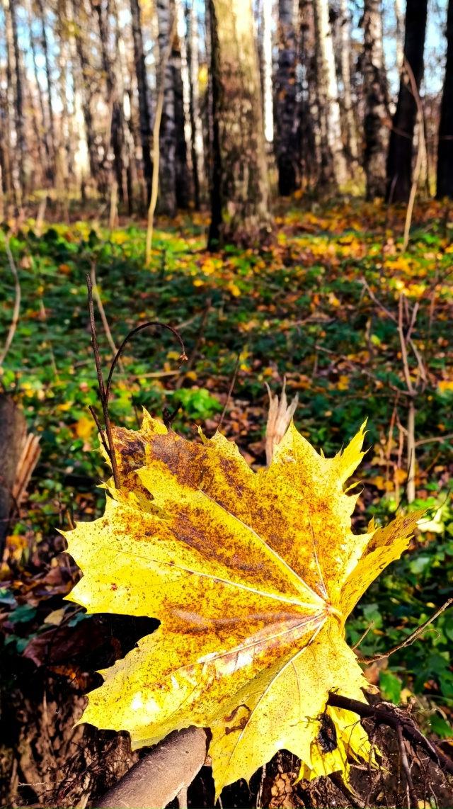 Осенняя Павловская роща🍂