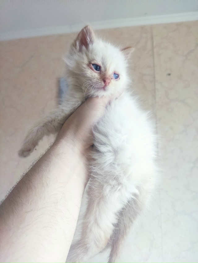 Найден котёнок (девочка) на ж/д вокзале, красивый белый ...