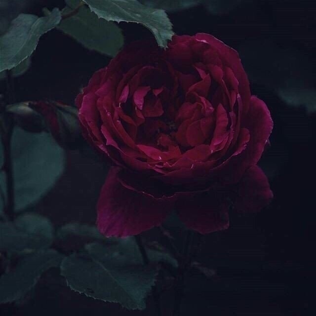 Чистая совесть ни лжи не боится, ни слухов, ни сплетен.