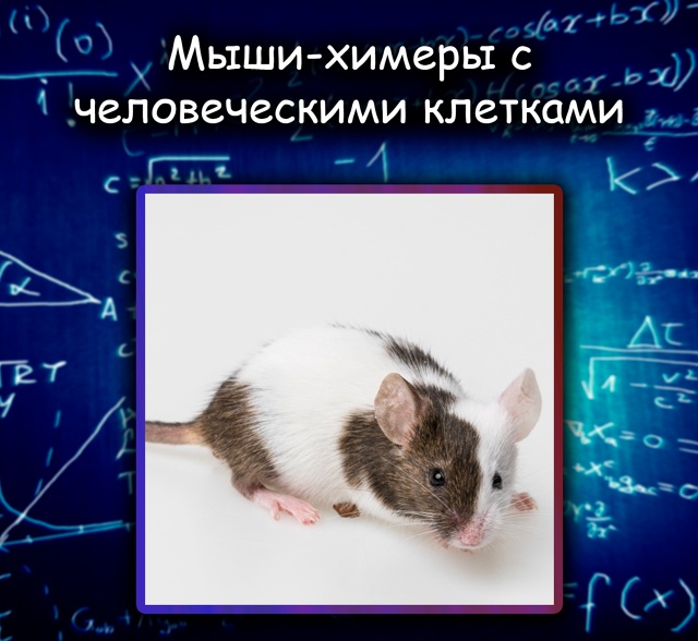 Учёные вырастили химеры с человеческими клетками внут...