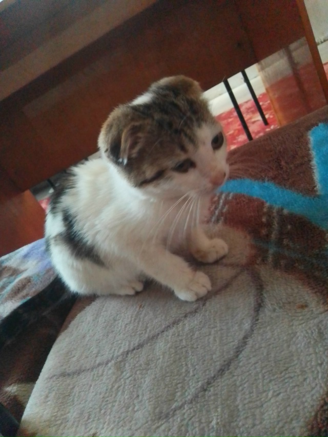 Одам в добрые руки девочка имени нет звонить по номеру ...