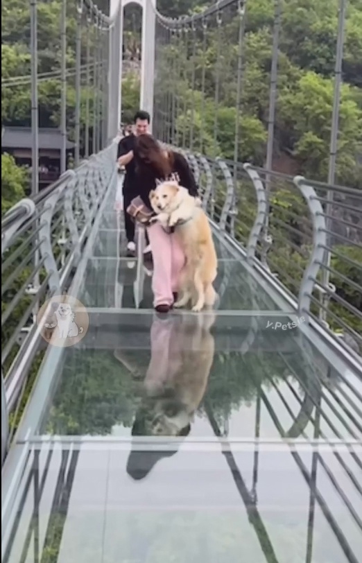 🐾🌉 Когда Собаки ВСТРЕЧАЮТ «Невидимый» Мост…
