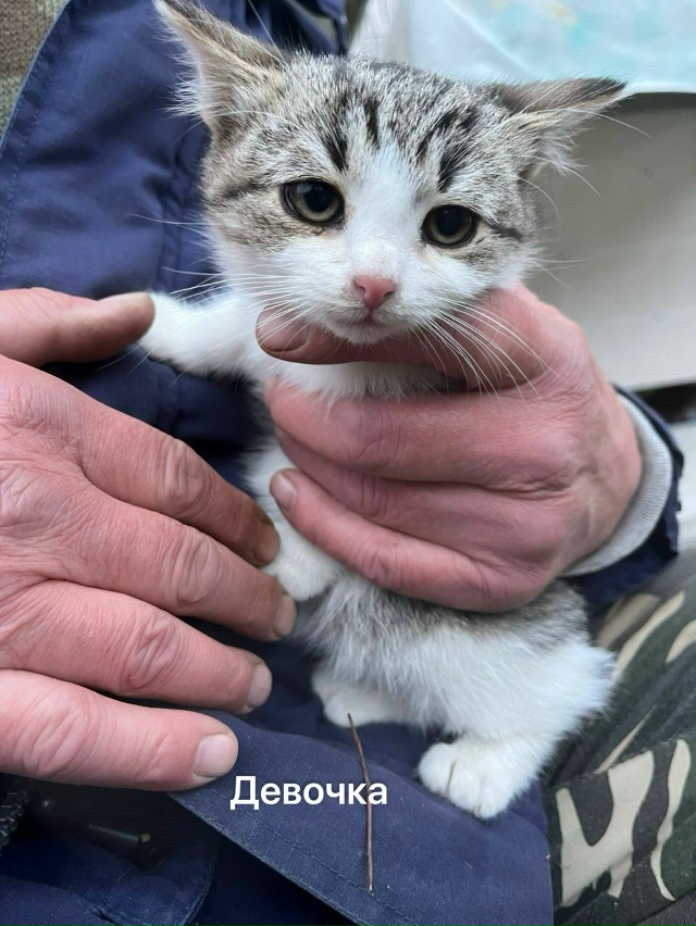 Санкт-Петербург и Ленинградская область
Мы — котята, ?...