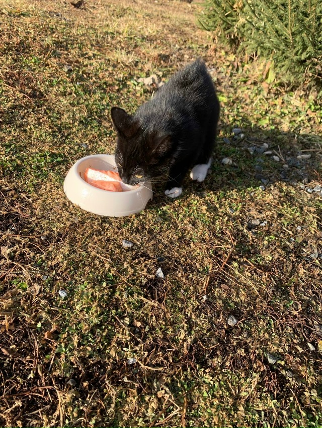 Чей котик потерялся?