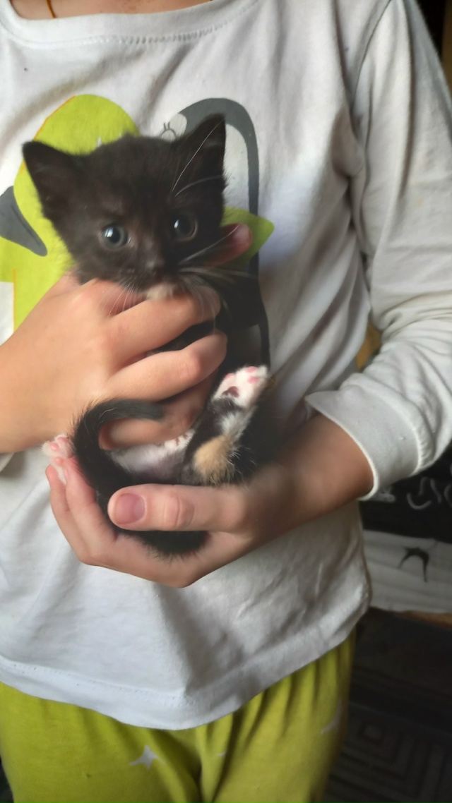 Отдам котят.89530016329