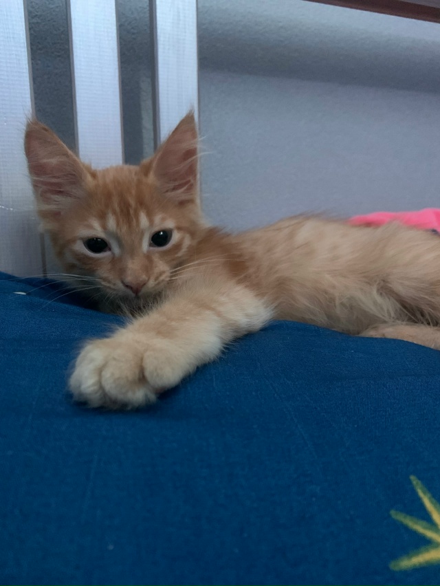 Отдам в добрые руки,супер классного котенка,который пр...