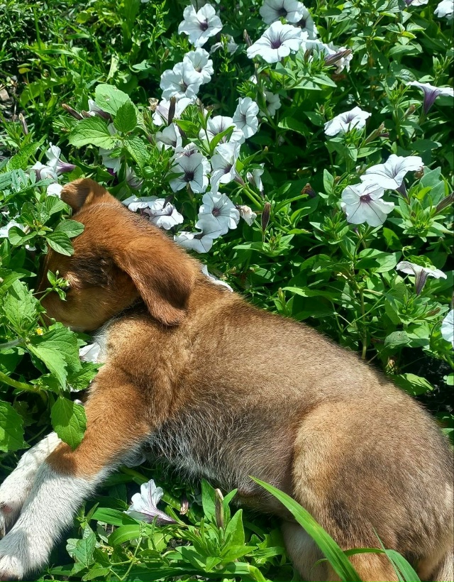Щенки в добрые руки. 🐶
Мама - гончая( рабочая) , папа - по...
