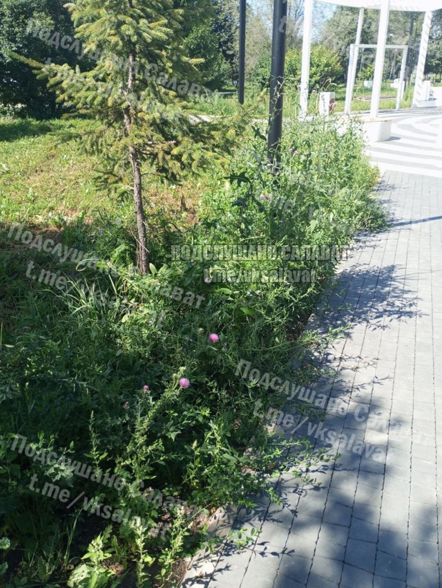 Ведь кому-то заплатили за такой покос травы на Аллее Ба...