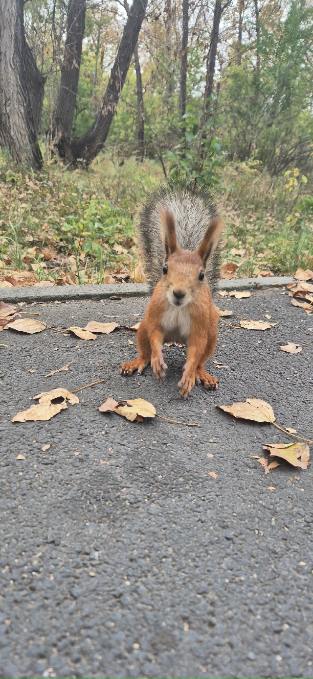 🐿🐿🐿 Белочки-красотки в парке Строителей 🍂🍂🍂
Фот...