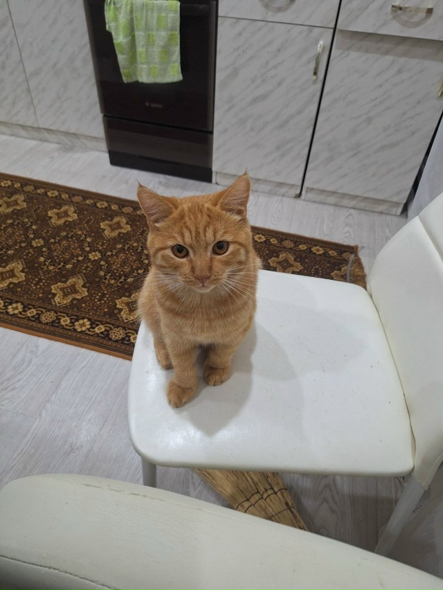 Пропал кот с 3-й Перекопской. Зовут Сёма, так же на нем п?...