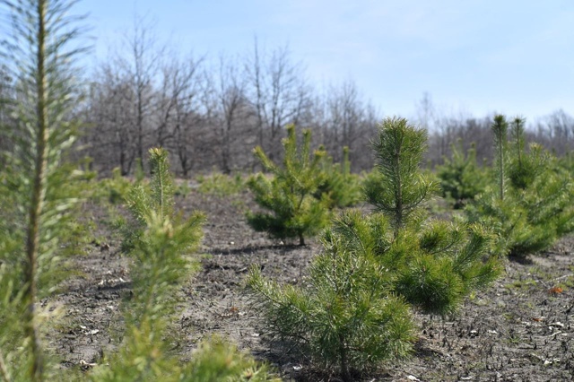 🌿 В Саратовской области началась осенняя высадка дер?...