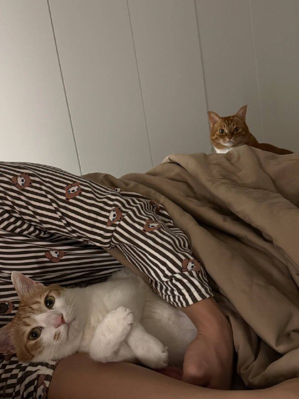 Ты ответешь за кражу моево чиловека, рыжий розлучник!!!!!!