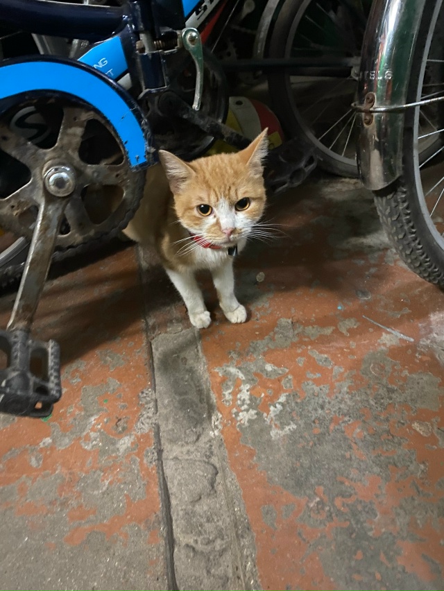 В доме Карла-Марка 40 «а» 1 подъезд появился питомец, жив...