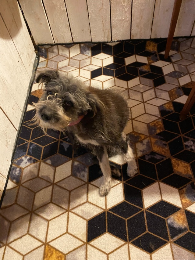 Чья потеряшка? Пришла вчера днем к нам на беседку. Дума?...