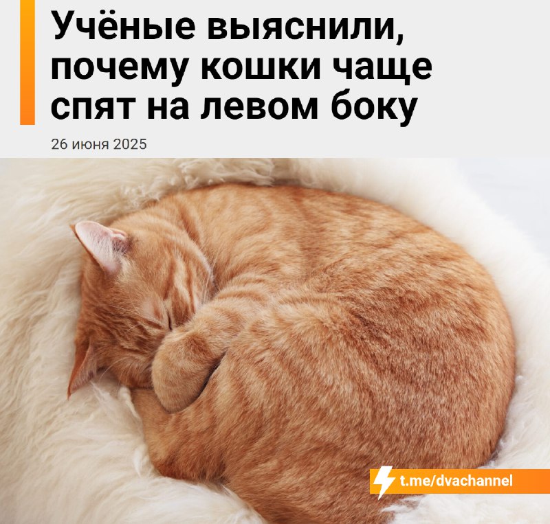 Кошки чаще всего спят на левом боку, выяснили учёные
Это не просто вопрос удобства: такой сон помог