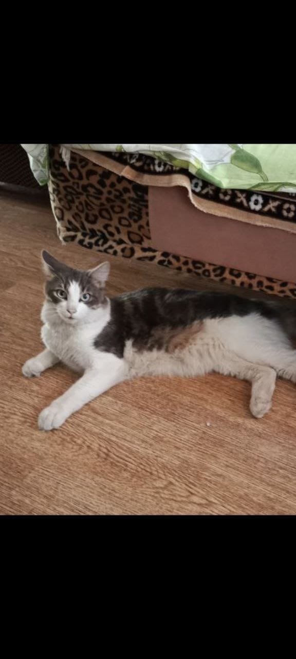 Помогаю информационно! Пропал кот, молодой, Тимошка, 6 н...