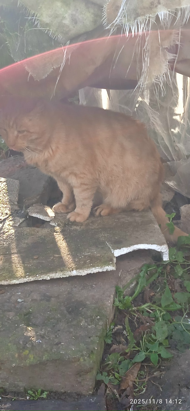 Возле магазина Пятёрочка на Шагова на трубах сидит рыж...