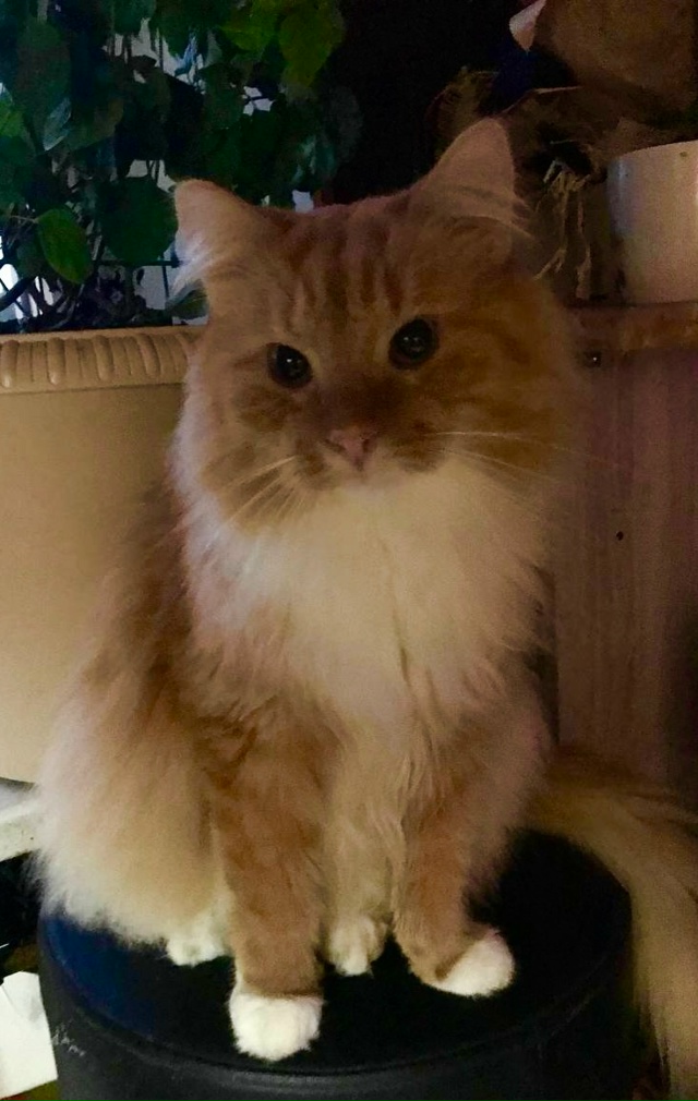 Валерий молча ждет еду!)