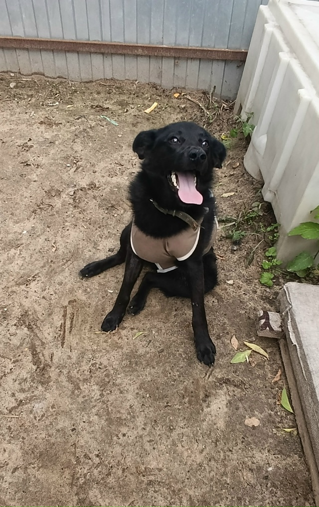 Эта девочка, продолжает искать дом. Стерилизованная, п?...