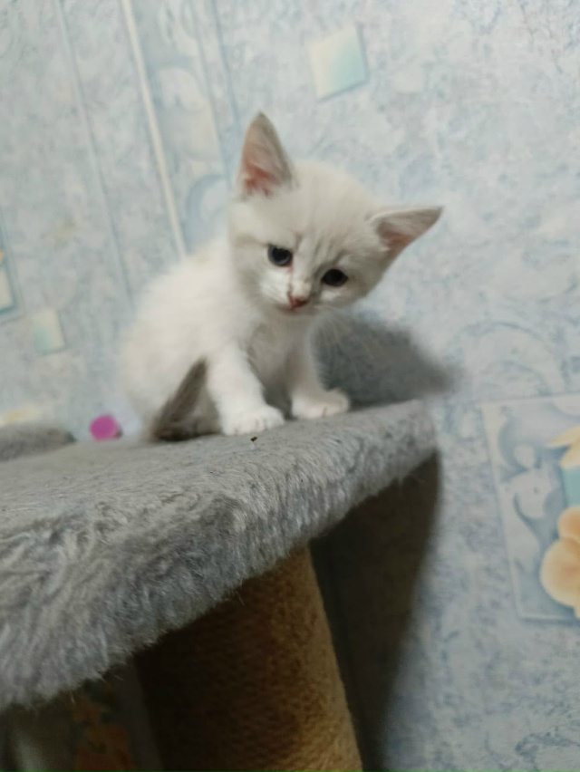 Котятки в добрые руки, все мальчики
В лоточек ходят, ку?...