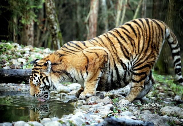 Зима на пороге, а в подмосковном Сафари‑парке — ни нам...