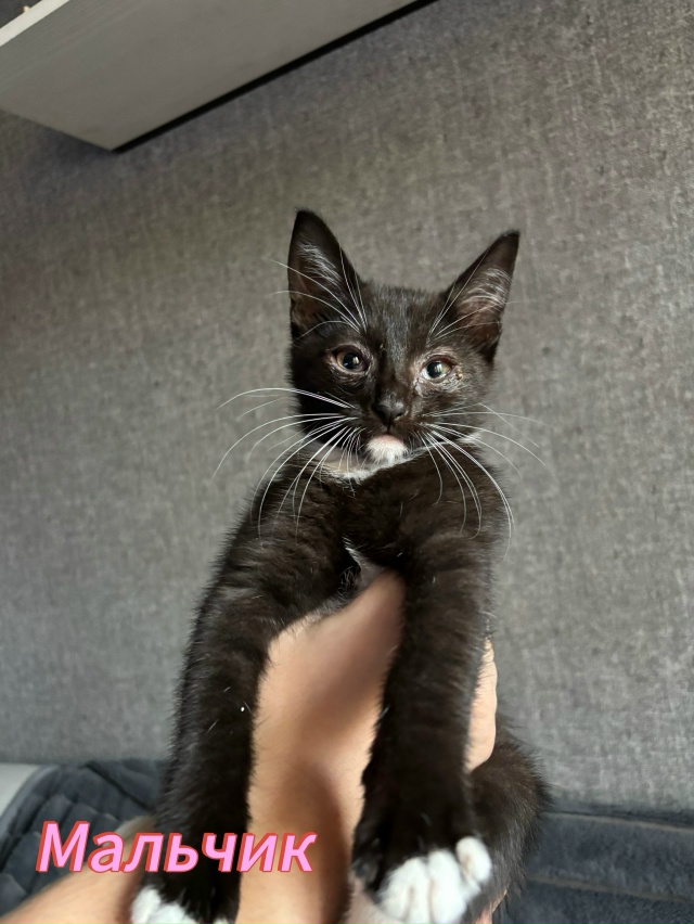 Отдам котят в добрые руки🤗
Котята ласковые, игривые, л...