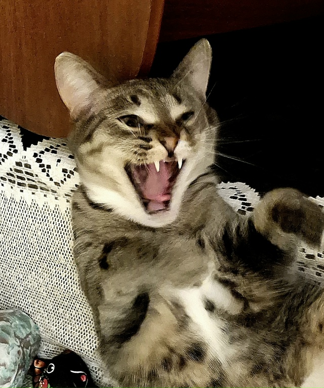 Котики не зевают - котики поют 🎶🐾🐾