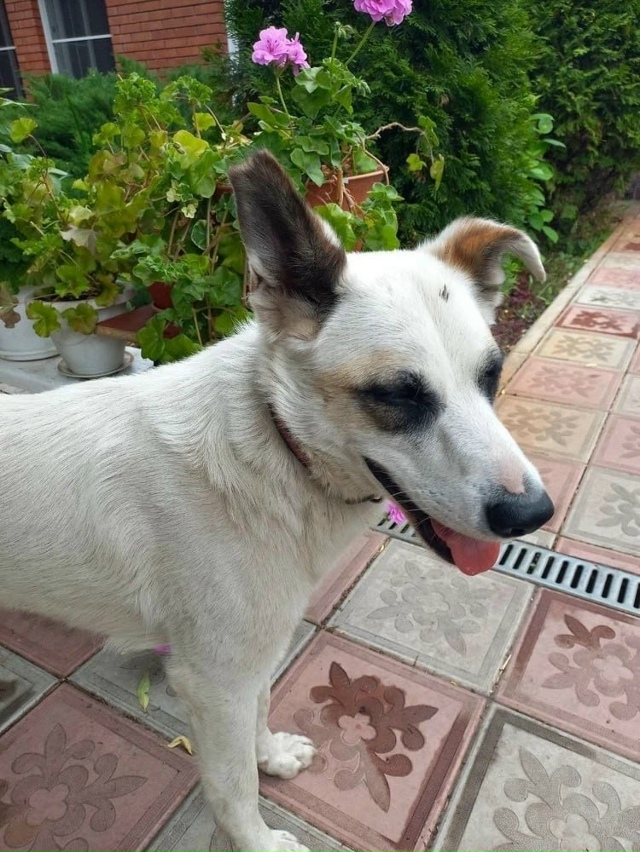 ? Убийца по праздникам: в селе под Тольятти живодер уб...