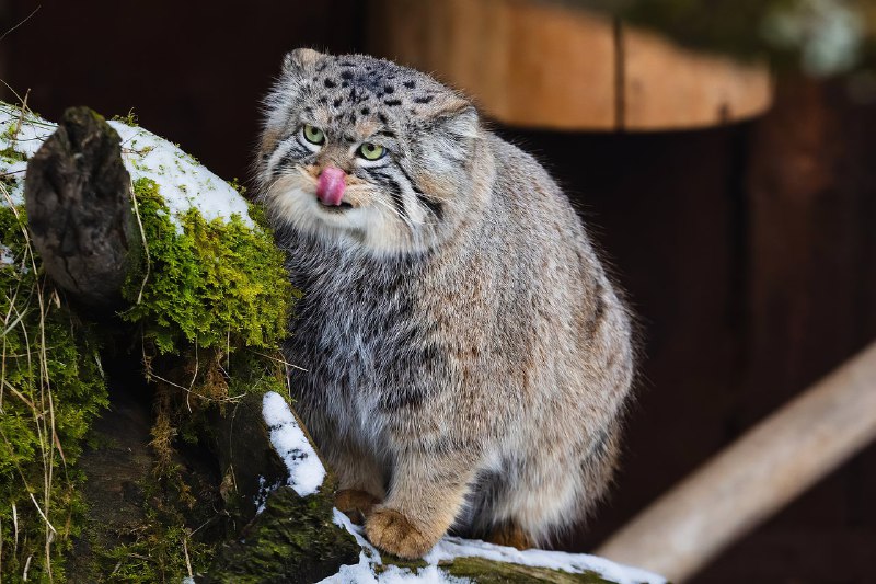 Манул Борис из красноярского зоопарка закончил осеннюю зажировку и отъелся до нужных 6 кг:
Последние
