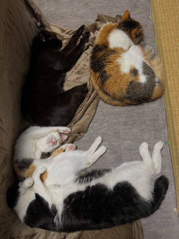 Вырубаемся споть :3