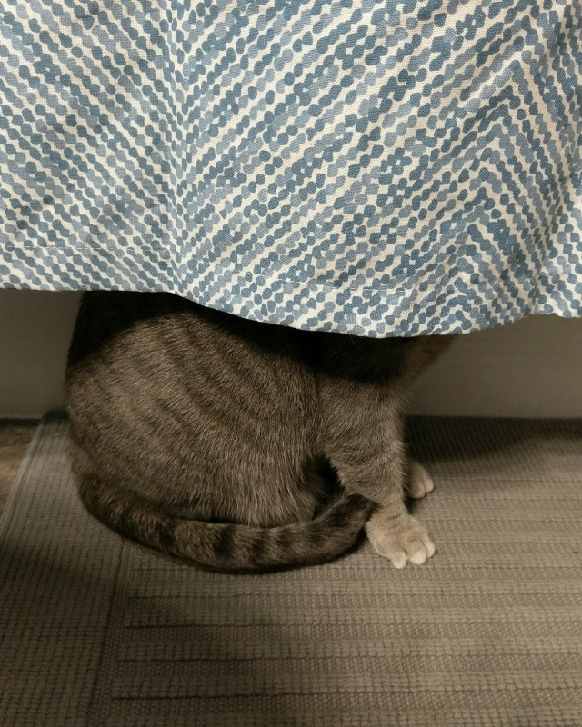 Не вижу никаких котов